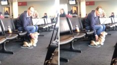 Perro se acerca a un extraño en el aeropuerto, pero cuando su dueña lo llama, duda en ir