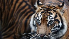 Aldeanos indonesios mataron a un raro tigre porque creían que era un sobrenatural “cambiaformas”