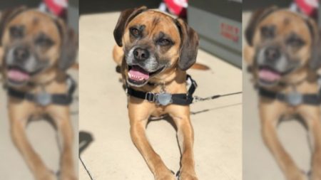 United Airlines vuelve a enviar a un perro en el vuelo equivocado