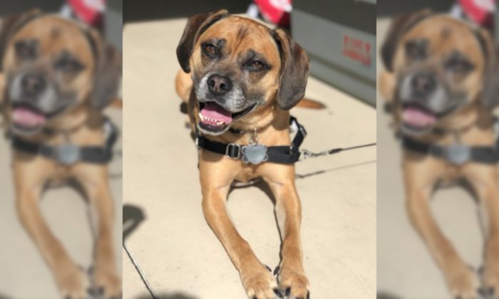 Dudley, el perro que fue puesto en el vuelo equivocado de United Airlines. (Crédito de Michael Jones vía Storyful)