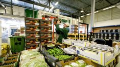 El mercado holandés es “la gran oportunidad” de Guanajuato, según gobernador