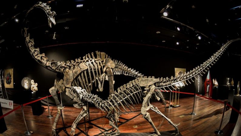 Los esqueletos de dos dinosaurios de la era Jurásica (161-145 millones de años), un Diplodocus (atrás) y un Allosaurus (al frente) se exhiben el 6 de abril de 2018, antes de ser subastados el 11 de abril en la casa de subastas Drouot de París. FOTOGRAFÍA AFP / STEPHANE DE SAKUTIN (En la foto se debe leer STEPHANE DE SAKUTIN/AFP/Getty Images)