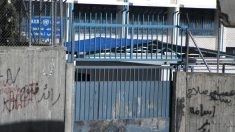 Atrapan en cárcel de Costa Rica gatos entrenados para llevar celulares a reos