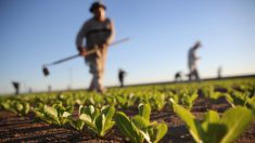 Autoridades de EEUU piden no consumir lechugas romanas por brote de E. coli