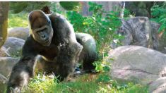 Histórica condena para cazador furtivo que mató al famoso gorila «Rafiki»: 11 años de cárcel