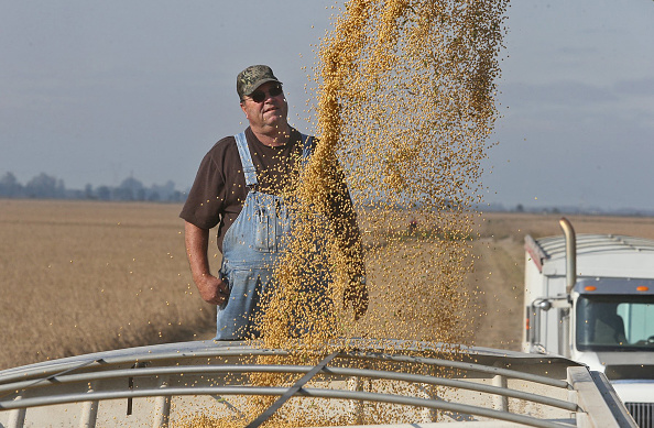 El camionero Marion Howard observa como los porotos de soja se cargan en su camión en la granja de Chris Crosskno cerca de Denton, Missouri, el miércoles 11 de octubre de 2017. (J.B. Forbes/St. Louis Post-Dispatch/TNS vía Getty Images)