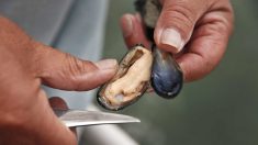 EE.UU.: Descubren que mejillones de costa noroeste dan positivo en opiáceos