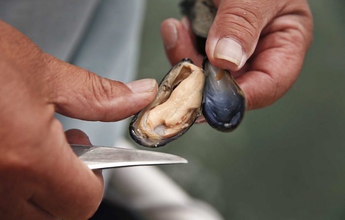 Descubren que mejillones de costa noroeste dan positivo en opiáceos
A freshly caught mussel. EFE/EPA/ANP/Archivo