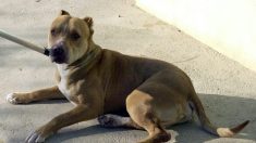 Niña de ocho meses muere por ataque del pitbull de su familia en Florida