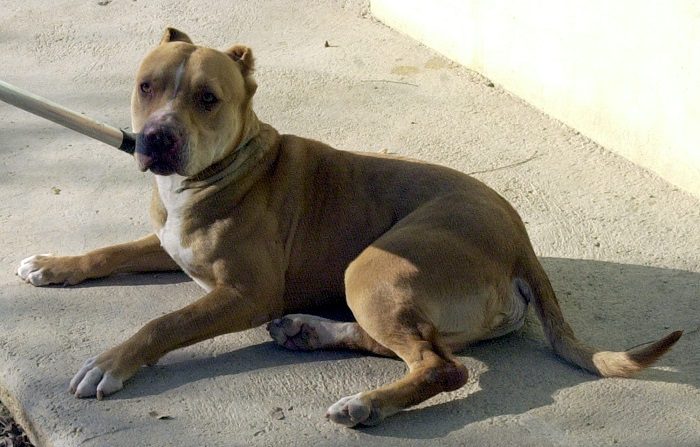 Niña de ocho meses muere por ataque del pitbull de su familia en Florida
Una niña de ocho meses murió a consecuencia del ataque de un perro pitbull en la casa de su abuela en la ciudad de Miramar, vecina a Miami, informaron hoy medios locales. EFE/Archivo