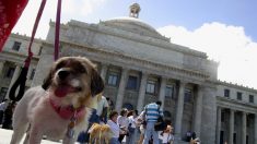 Primera dama de Puerto Rico apoya iniciativa para reducir animales abandonados