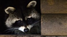 Escape de un mapache se vuelve viral después de escalar un edificio en EE.UU.