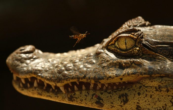 Crean línea telefónica gratuita en Florida para llamadas sobre caimanes
Detalle del rostro de un caimán. EFE/Archivo