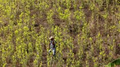 Según EE.UU.: Cultivo de coca en Colombia alcanzó cifra récord de 209.000 hectáreas en 2017