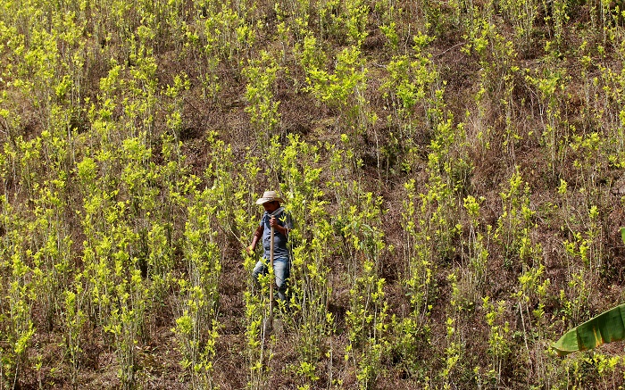 Los cultivos de coca en Colombia aumentaron el 11 % en 2017 hasta alcanzar la cifra récord de 209.000 hectáreas, mientras que la producción potencial de cocaína pura también subió el 19 %, hasta las 921 toneladas métricas, según una estimación publicada hoy por la Casa Blanca. EFE/Archivo