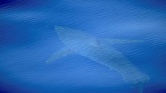 Avistan junto a Cabrera el primer tiburón blanco filmado en España en décadas