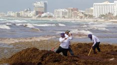 Playas del sur de México buscan proteger su turismo ante gran arribo de algas