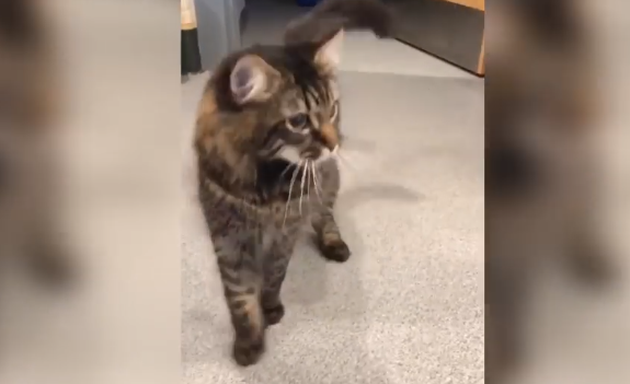 Centro de adopción de animales muestra a Elvis, el gato que no puede dejar de bailar
