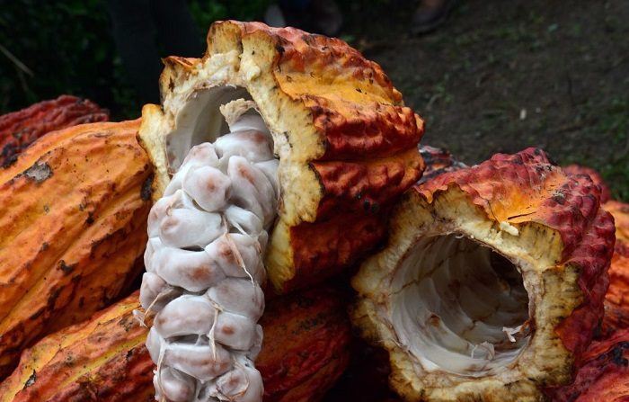 La embajada de Estados Unidos en Colombia inició un proyecto de mapeo de suelos con el Centro Internacional de Agricultura Tropical (CIAT) para aumentar el número de cultivos de cacao. En la foto vista de cáscaras de cacao cultivadas orgánicamente. FOTOGRAFÍA AFP / CRIS BOURONCLE. (El crédito de la foto debe leer CRIS BOURONCLE/AFP/Getty Images)