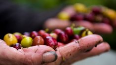 Puerto Rico importará dos millones de semillas de café desde México