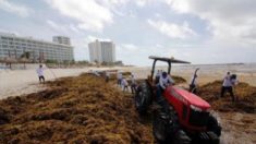 Autoridades retiran algas marinas de las playas del caribe mexicano