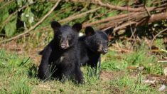 Una familia de osos invade el patio de una casa y se hacen una fiesta jugando en su piscina