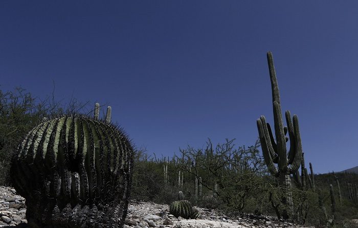 La Unesco incluye 19 nuevos sitios en la lista de Patrimonio Mundial
Vista general de la reserva de la biósfera Tehuacán-Cuicatlán, en Zapotitlán Salinas, en Puebla (México). EFE/ArchivoPuebla (México). La reserva de la biósfera Tehuacán-Cuicatlán, fue propuesta para que quede integrada en la lista de Patrimonio Mixto de la Humanidad de la Organización de las Naciones Unidas para la Educación, la Ciencia y la Cultura (Unesco, por sus siglas en inglés), en su pasada reunión. La reserva de la biósfera Tehuacán-Cuicatlán comprende un área de 490.000 héctareas, en 51 municipios (31 del estado de Oaxaca y 20 de Puebla), repartido en 400 comunidades. EFE/Hugo Ortuño