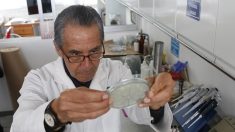 Mexicano crea antibiótico con piel de rana para curar infecciones en vacas