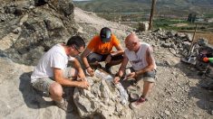 Hallan en Torrelara (Burgos-España) restos de dinosaurio de unos 145 millones años