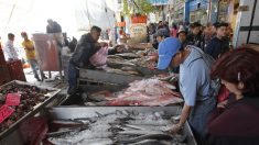 Corte insta a EE.UU a prohibir la importación de pescado y marisco de redes