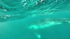 Rescatan a cría de ballena enredada en red de tiburones en la costa de Australia