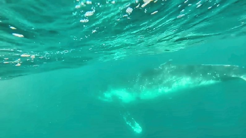 Cría de ballena liberada en las costas de Australia este lunes 16 de Julio. (Captura de pantalla, Storyful)
