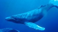 Esta dulce ballena protege valientemente a una bióloga que corría un serio peligro