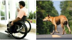 Este perro fiel ayuda a su dueño con discapacidad a desplazarse empujando su silla de ruedas
