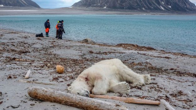 Matan a tiros a oso polar que atacó a guardia turístico en Crucero hacia el Polo Norte