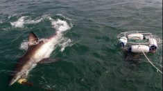 Un tiburón muerde en un pie a un surfista en una playa de Florida