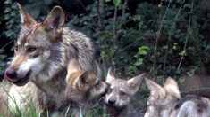 Lobo mexicano, una frágil subespecie que lucha por sobrevivir a la extinción