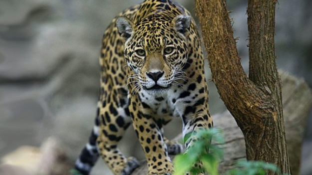 Jaguar hizo solo lo que sabía hacer tras escapar de un Zoo mordiendo la reja: mató a 9 animales