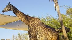 Un rayo mata a dos jirafas en un parque de atracciones de Florida