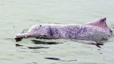 Delfines escapan de Hong Kong, científicos señalan al culpable