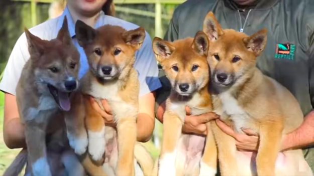 Cómo decidieron llamar a los cachorritos Dingo adorados por todo el mundo