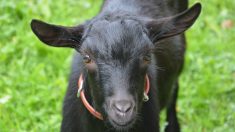 Rescate de cabra: Camarero salva a un animal que se hunde en el río y de inmediato vuelve al trabajo