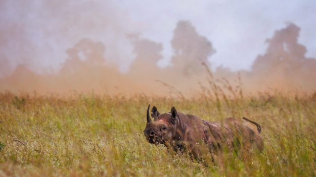 Mueren 8 rinocerontes en peligro de extinción tras ser trasladados a un parque en Kenia