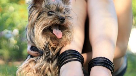 Esta niña de 3 años se perdió en un maizal pero su amigo peludo no la abandonó ni por un instante