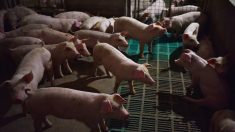 El brote de peste porcina africana en China infecta a decenas de cerdos y podría dañar la industria