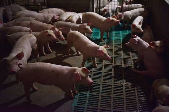 Cerdos dentro de un corral en una granja porcina en el condado de Yiyang, en la provincia china central de Henan. Esta foto fue tomada el 10 de agosto de 2018  (GREG BAKER/AFP/Getty Images)