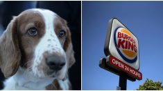Burger King regala a un perrito con cáncer sus bocadillos favoritos para alegrar sus últimos días