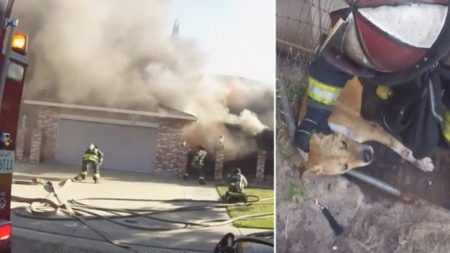En un dramático esfuerzo, perrito enjaulado es rescatado de un incendio por los bomberos