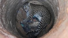 Esta afortunada leopardo sobrevivió después de caer 9 metros en un pozo seco. Sacarla fue una odisea