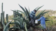 Mitos y leyendas rodean la historia del ancestral pulque